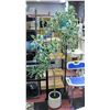 Image 1 : NEW ASSEMBLED ARTIFICIAL 7 FEET FICUS TREE