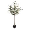 Image 1 : BRAND NEW SAKSUN 7FT POTTED PLANT OLIVE TREE
