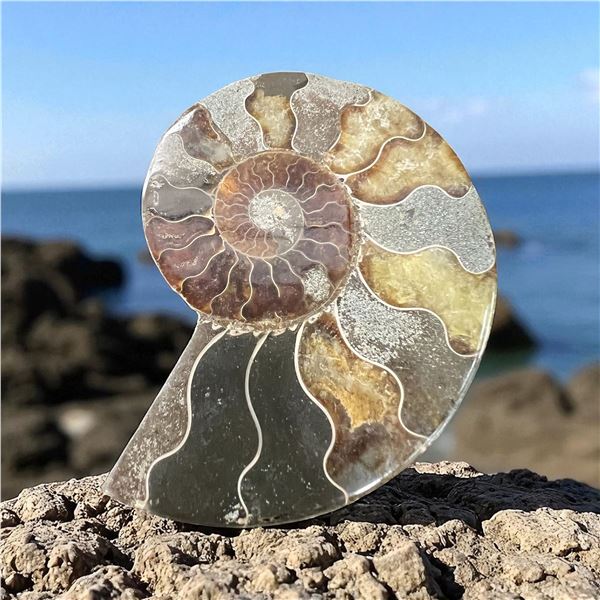 Ammonites 5 inch 27