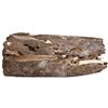 Image 2 : Section of ship's wood with teredo worms, ex-Concepción (1641).