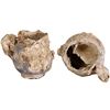 Image 1 : Blue-and-white Delftware handled pitcher (small) with lots of encrustation, ex-pirate ship Golden Fl