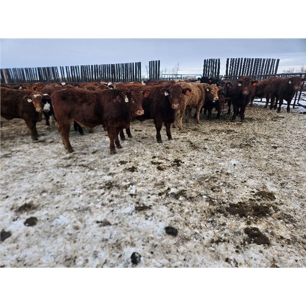 Dennis Herman - 1000# February Weaned Steers - 63 Head (Hoadley, AB)
