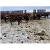 Image 1 : Dennis Herman - 1000# February Weaned Steers - 63 Head (Hoadley, AB)