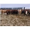Image 2 : Dennis Herman - 1000# February Weaned Steers - 63 Head (Hoadley, AB)