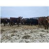 Image 5 : Dennis Herman - 1000# February Weaned Steers - 63 Head (Hoadley, AB)