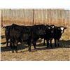 Image 2 : Attema Farms Ltd. - 940# February Weaned Steers - 65 Head (Bentley, AB)