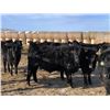 Image 4 : Attema Farms Ltd. - 940# February Weaned Steers - 65 Head (Bentley, AB)