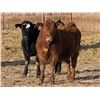 Image 5 : Attema Farms Ltd. - 940# February Weaned Steers - 65 Head (Bentley, AB)