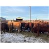 Image 3 : Bill Orlick - 800# February Weaned Heifers - 54 Head (Calmar, AB)