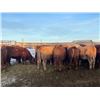 Image 4 : Bill Orlick - 800# February Weaned Heifers - 54 Head (Calmar, AB)
