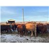 Image 5 : Bill Orlick - 800# February Weaned Heifers - 54 Head (Calmar, AB)
