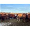 Image 6 : Bill Orlick - 800# February Weaned Heifers - 54 Head (Calmar, AB)