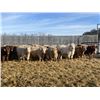 Image 3 : Hawks Haven Ranch - 870# February Weaned Steers - 72 Head (Compeer, AB)