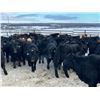 Image 1 : Turtleview Livestock - 720# February Weaned Steers - 81 Head (Goodlands, MB) VBP+