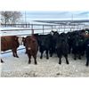Image 3 : Turtleview Livestock - 720# February Weaned Steers - 81 Head (Goodlands, MB) VBP+