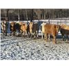 Image 3 : Turtleview Livestock - 720# February Weaned Steers - 81 Head (Goodlands, MB) VBP+