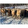 Image 4 : Turtleview Livestock - 720# February Weaned Steers - 81 Head (Goodlands, MB) VBP+