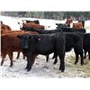 Image 2 : Lauder Ranch - 990# September Grass Steers - 60 Head (Quilchena, BC)