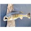 Image 2 : Large Taxidermy walleye mounted on driftwood.