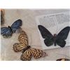 Image 3 : Vintage craft butterflies.