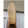 Image 8 : Indigenous Handmade Ceremonial Spear - Whale Bone tip, Beaver fur, Hawk feathers and Bear claws. Rep