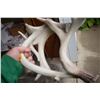 Image 2 : White tail deer decorator centerpiece