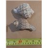 Image 6 : (15) Wade Figures and Vintage Natural Conch Shell.