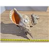Image 1 : Caribbean tulip shell lamp