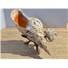 Image 2 : Caribbean tulip shell lamp