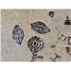 Image 4 : Lot of pins and earrings