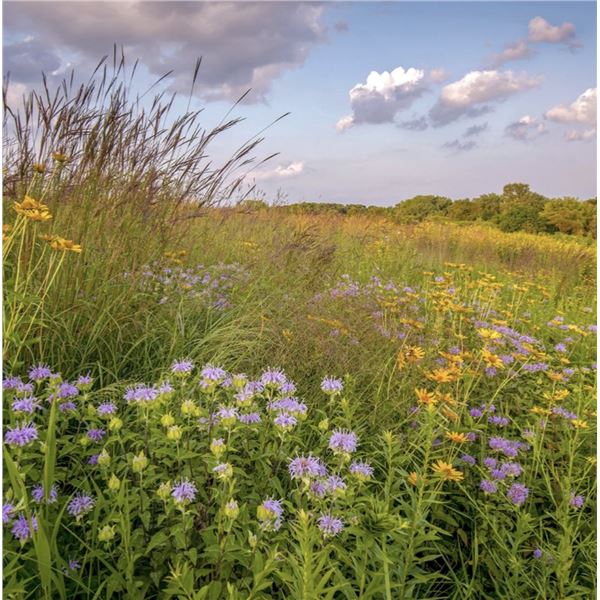 Native Prairie Seeding and Planting - Cedar Hollow Conservation