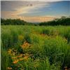 Image 3 : Native Prairie Seeding and Planting - Cedar Hollow Conservation