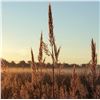 Image 6 : Native Prairie Seeding and Planting - Cedar Hollow Conservation