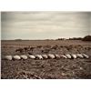 Image 1 : 2-Day Goose Hunt for 6 - Blackleg Outfitters- Waukee, Iowa