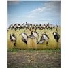 Image 5 : 2-Day Goose Hunt for 6 - Blackleg Outfitters- Waukee, Iowa