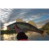 Image 4 : Walleye, Pike and Smallmouth Fishing Trip in North Dakota - Cold Water Outfitters