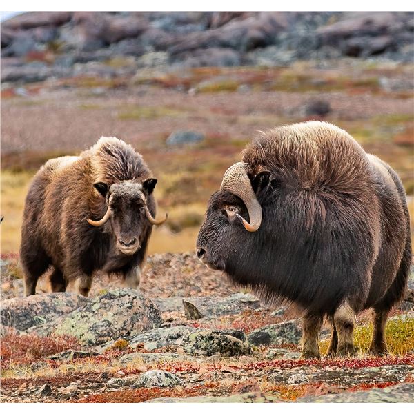 Spring Barren Ground Muskox Hunt - Canada North Outfitting