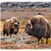 Image 1 : Spring Barren Ground Muskox Hunt - Canada North Outfitting