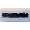 Image 2 : Spring Barren Ground Muskox Hunt - Canada North Outfitting