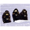 Image 3 : Spring Barren Ground Muskox Hunt - Canada North Outfitting