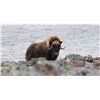 Image 4 : Spring Barren Ground Muskox Hunt - Canada North Outfitting