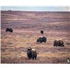 Image 6 : Spring Barren Ground Muskox Hunt - Canada North Outfitting