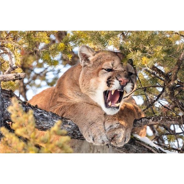 5-Day Idaho Mountain Lion Hunt for 1 Hunter - Wind River Outfitters