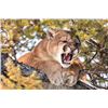 Image 1 : 5-Day Idaho Mountain Lion Hunt for 1 Hunter - Wind River Outfitters