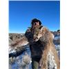 Image 2 : 5-Day Idaho Mountain Lion Hunt for 1 Hunter - Wind River Outfitters