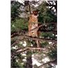 Image 3 : 5-Day Idaho Mountain Lion Hunt for 1 Hunter - Wind River Outfitters