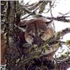 Image 4 : 5-Day Idaho Mountain Lion Hunt for 1 Hunter - Wind River Outfitters