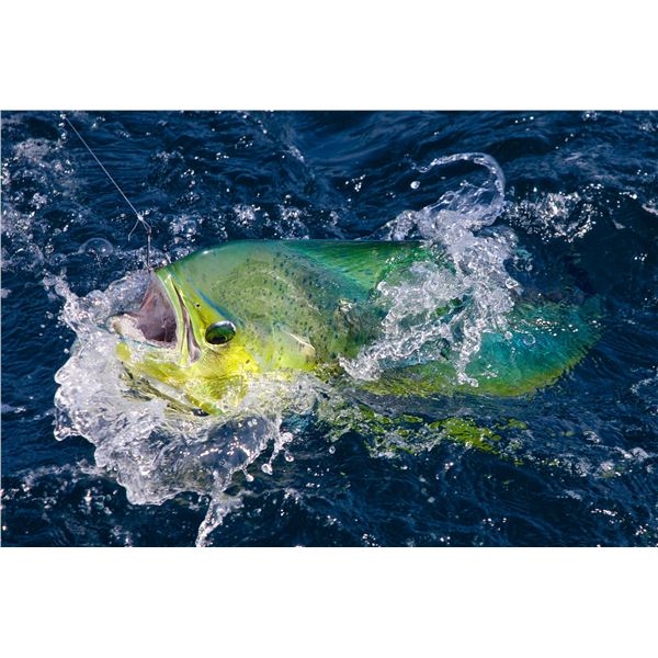 Epic Fishing & Rainforest Adventure in Costa Rica Lodge