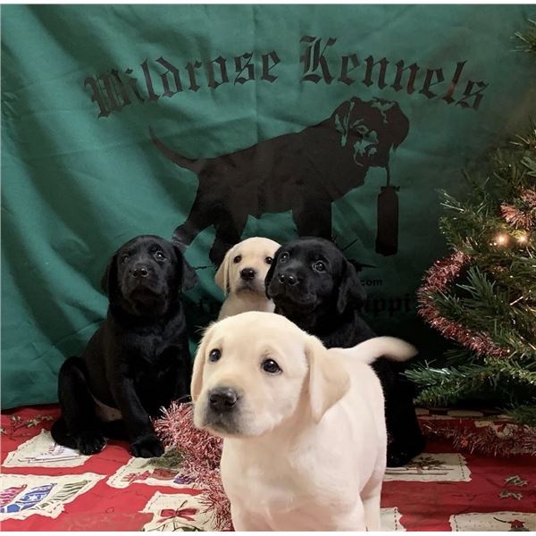 Labrador Retriever Puppy - Wildrose Kennels