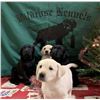 Image 1 : Labrador Retriever Puppy - Wildrose Kennels